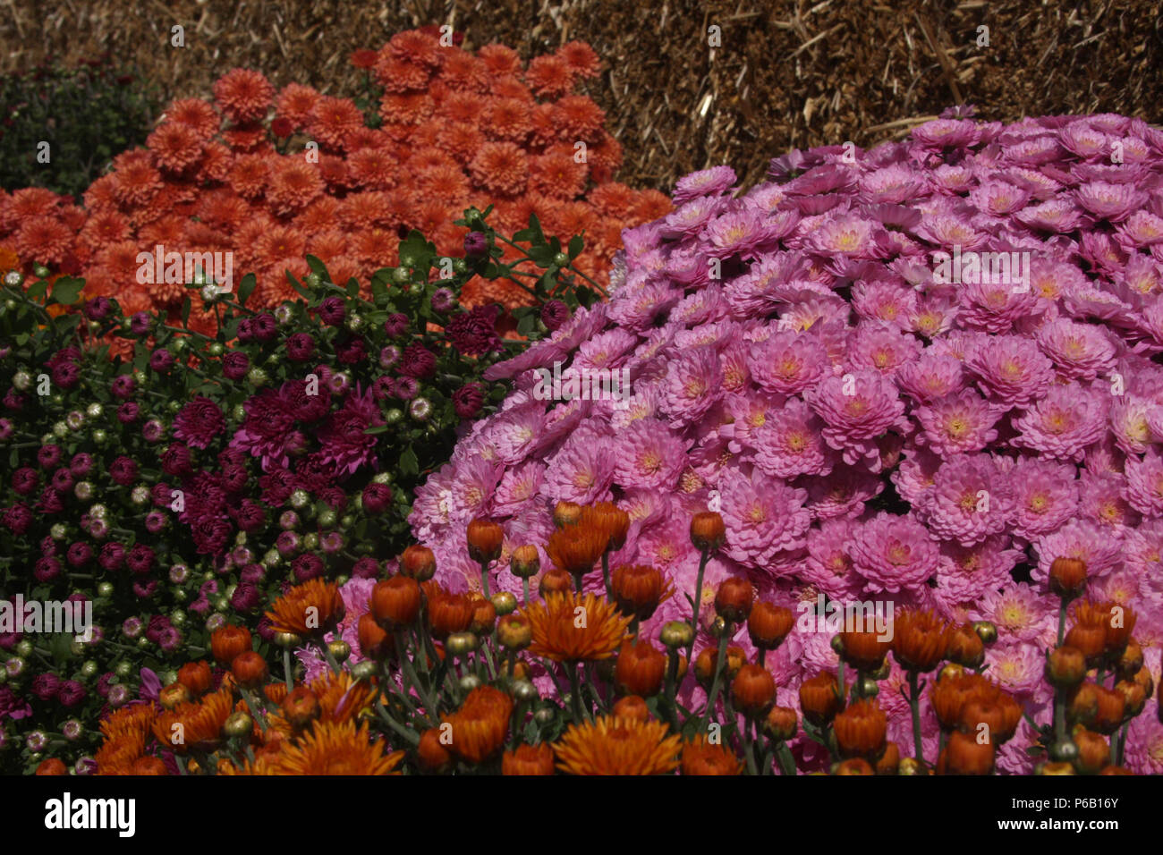 Potted mums hires stock photography and images Alamy