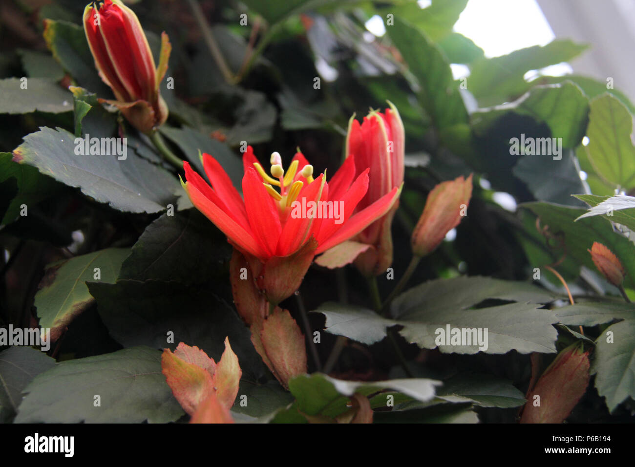 Red Passion Flower (Passiflora Vitiflori) Stock Photo