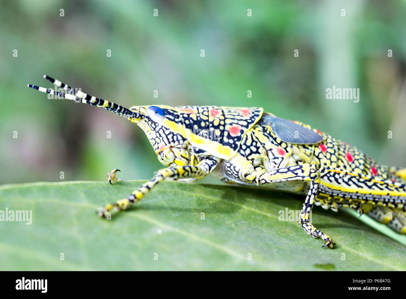 Poekilocerus pictus, immature painted or large brightly coloured