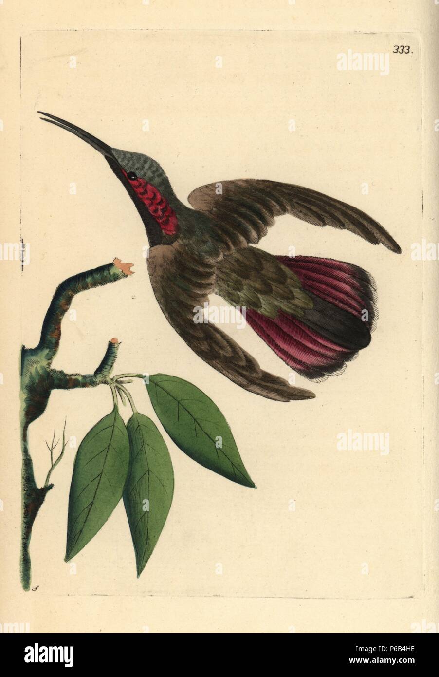 Green-throated mango hummingbird, Anthracothorax viridigula. Illustration drawn by George Shaw. Handcolored copperplate engraving from George Shaw and Frederick Nodder's 'The Naturalist's Miscellany,' London, 1798. Most of the 1,064 illustrations of animals, birds, insects, crustaceans, fishes, marine life and microscopic creatures were drawn by George Shaw, Frederick Nodder and Richard Nodder, and engraved and published by the Nodder family. Frederick drew and engraved many of the copperplates until his death around 1800, and son Richard (17741823) was responsible for the plates signed RN or Stock Photo