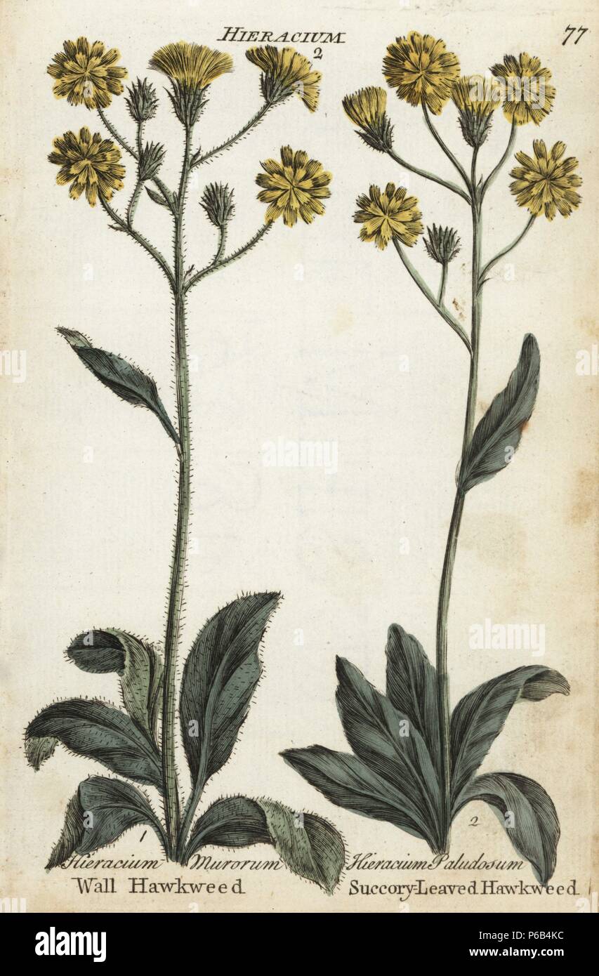 Wall hawkweed, Hieracium murorum, and succory-leaved hawkweed, Crepis paludosa. Handcoloured botanical copperplate engraving by an unknown artist from 'Culpeper's English Family Physician; or Medical Herbal Enlarged, with Several Hundred Additional Plants, Principally from Sir John Hill,' by Joshua Hamilton, London, W. Locke, 1792. Stock Photo