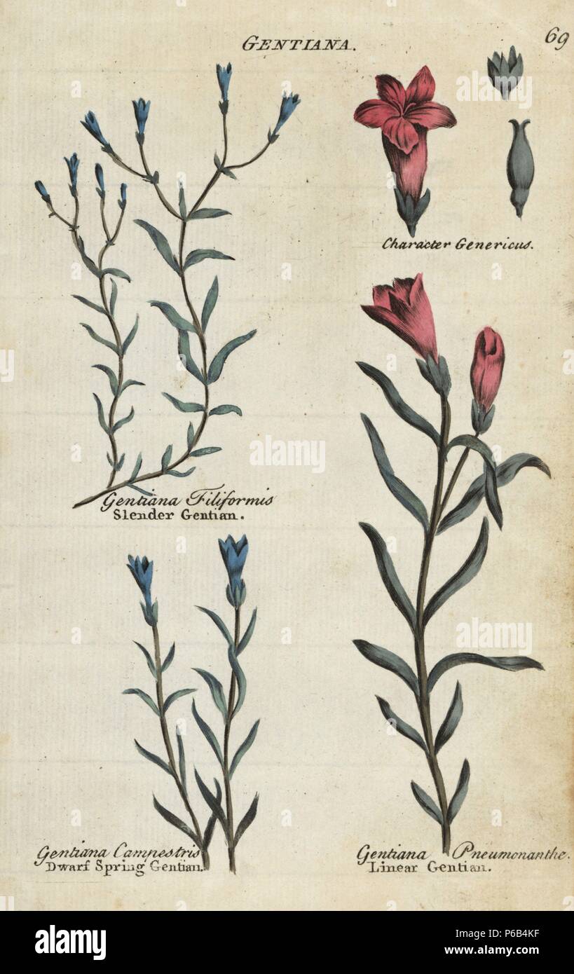 Slender gentian, Microcala filiformis, dwarf spring gentian, Gentiana campestris, and marsh gentian, Gentiana pneumonanthe. Handcoloured botanical copperplate engraving by an unknown artist from 'Culpeper's English Family Physician; or Medical Herbal Enlarged, with Several Hundred Additional Plants, Principally from Sir John Hill,' by Joshua Hamilton, London, W. Locke, 1792. Stock Photo