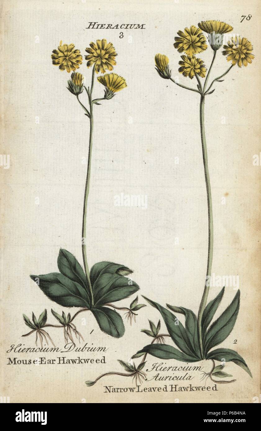 Mouse ear hawkweed, Hieracium dubium, and narrow-leaved hawkweed, Hieracium lactucella. Handcoloured botanical copperplate engraving by an unknown artist from 'Culpeper's English Family Physician; or Medical Herbal Enlarged, with Several Hundred Additional Plants, Principally from Sir John Hill,' by Joshua Hamilton, London, W. Locke, 1792. Stock Photo