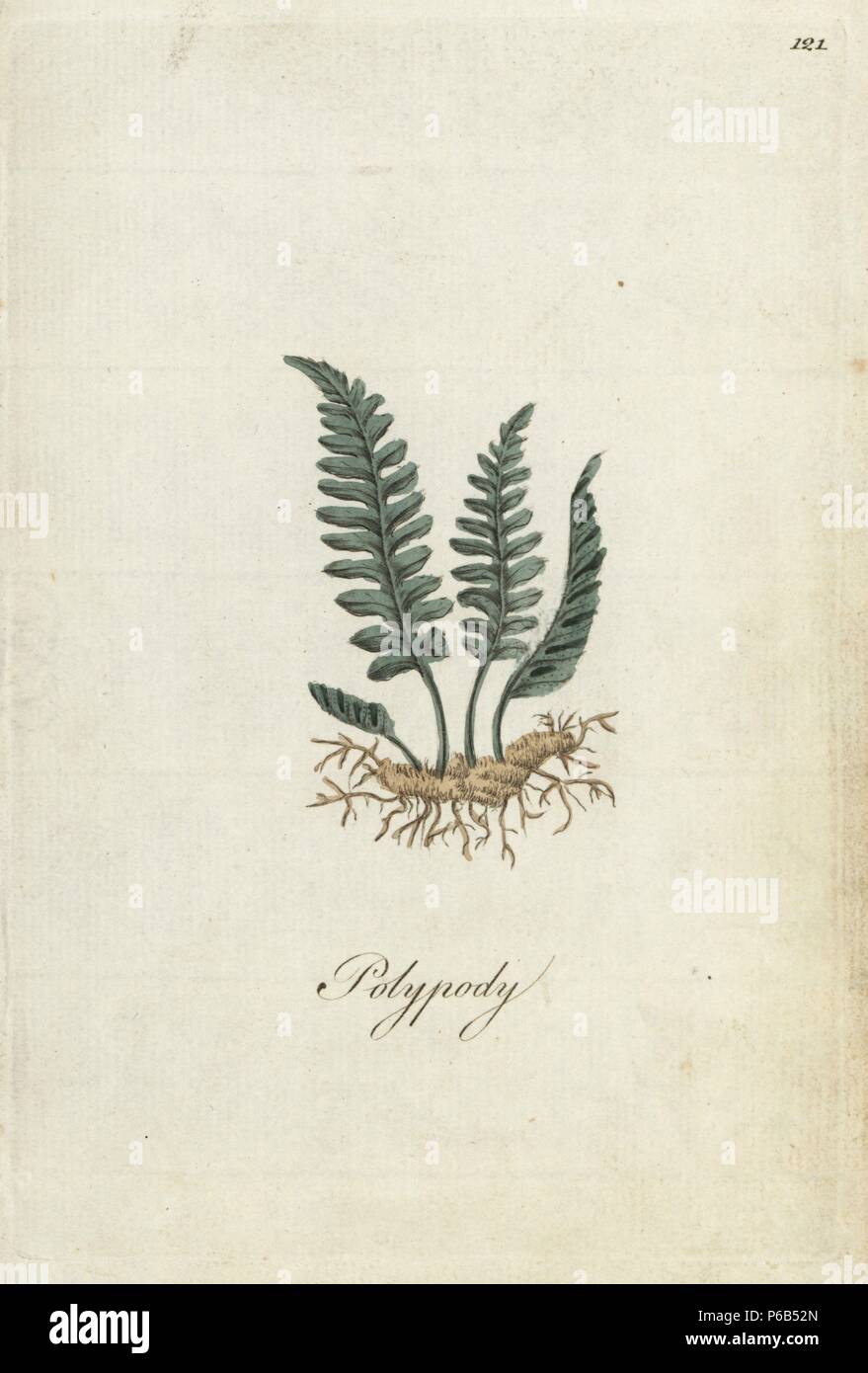 Polypody fern, Polypodium officinalis. Handcoloured botanical copperplate engraving by an unknown artist from 'Culpeper's English Family Physician; or Medical Herbal Enlarged, with Several Hundred Additional Plants, Principally from Sir John Hill,' by Joshua Hamilton, London, W. Locke, 1792. Stock Photo