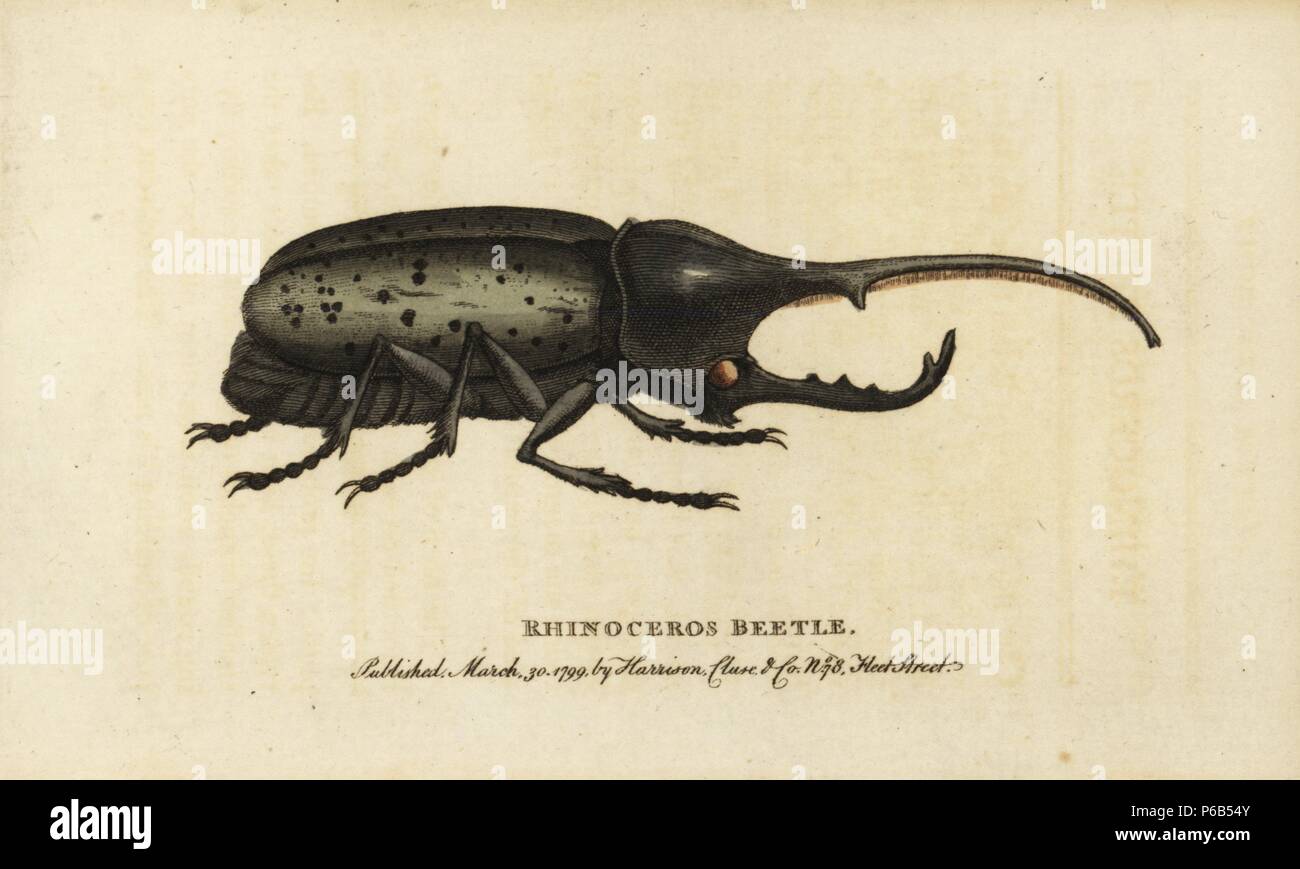 Hercules beetle, Dynastes hercules. Illustration drawn from a specimen