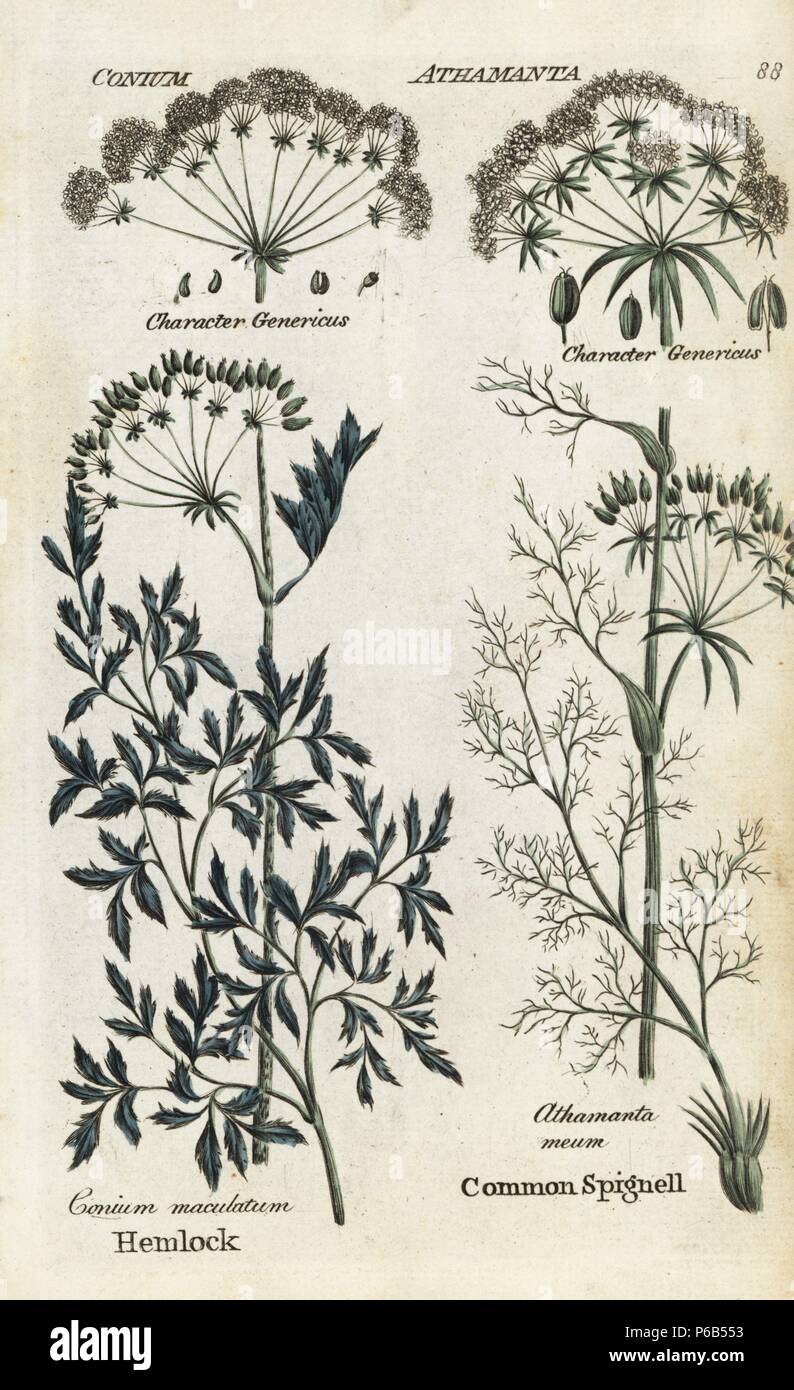Poison hemlock, Conium maculatum, and spignell, Meum athamanticum. Handcoloured botanical copperplate engraving by an unknown artist from 'Culpeper's English Family Physician; or Medical Herbal Enlarged, with Several Hundred Additional Plants, Principally from Sir John Hill,' by Joshua Hamilton, London, W. Locke, 1792. Stock Photo