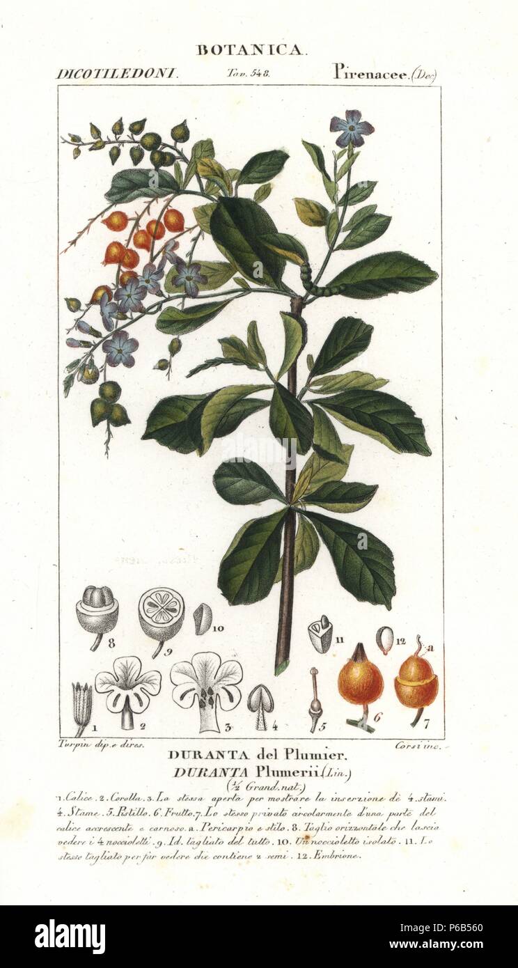 Golden dew drop, Duranta plumieri. Handcoloured copperplate stipple engraving from Jussieu's 'Dictionary of Natural Science,' Florence, Italy, 1837. Engraved by Corsi, drawn by Pierre Jean-Francois Turpin, and published by Batelli e Figli. Turpin (1775-1840) is considered one of the greatest French botanical illustrators of the 19th century. Stock Photo