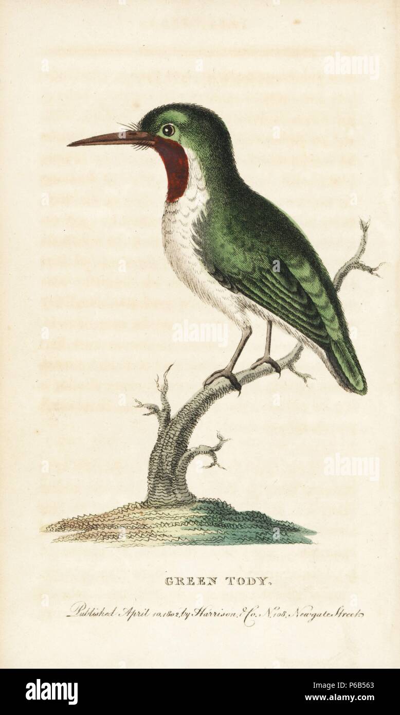 Jamaican or green tody, Todus todus. Illustration copied from George Edwards. Handcoloured copperplate engraving from 'The Naturalist's Pocket Magazine,' Harrison, London, 1801. Stock Photo