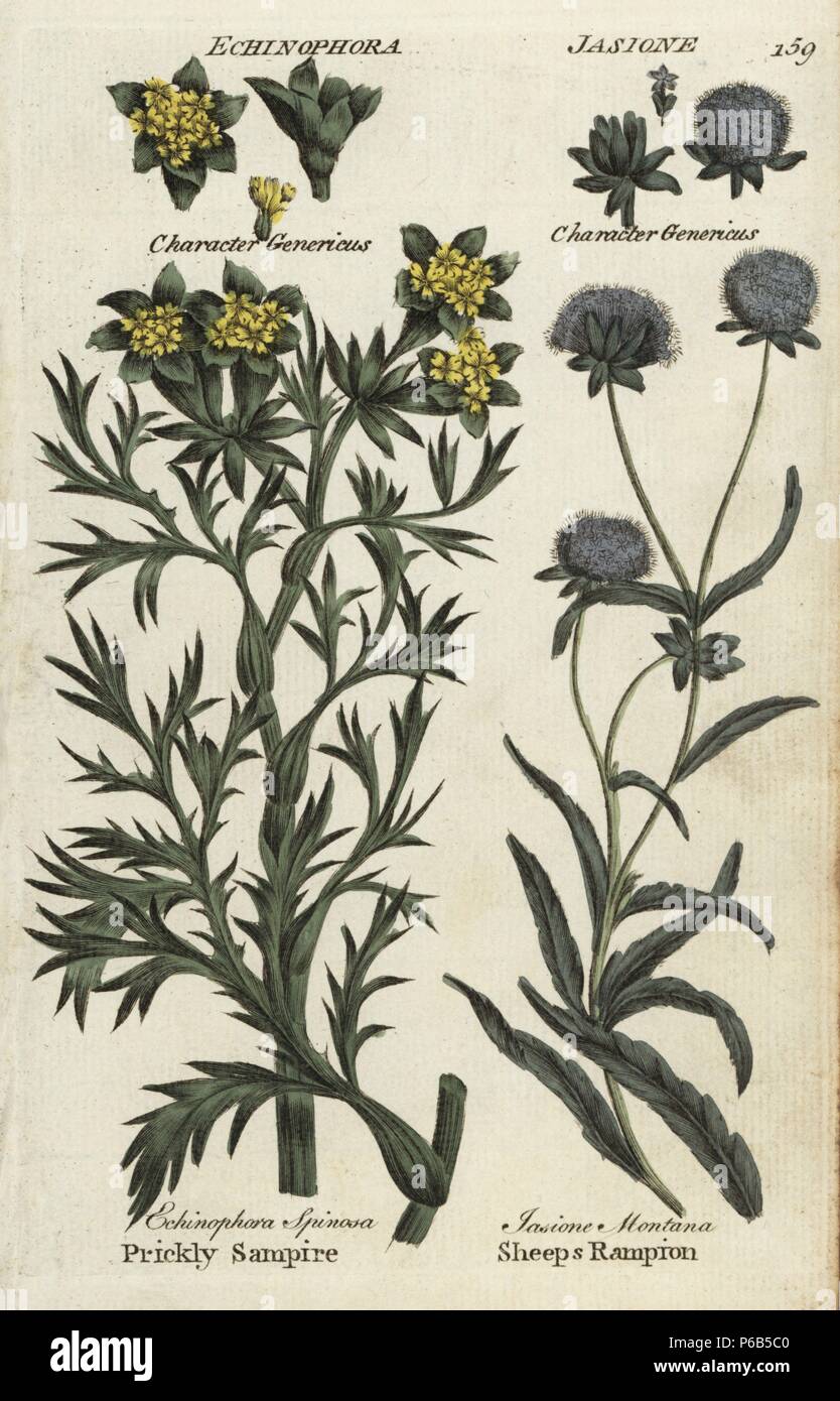 Sea prickly samphire, Echinophora spinosa, and sheep's bit scabious, Jasione montana. Handcoloured botanical copperplate engraving by an unknown artist from 'Culpeper's English Family Physician; or Medical Herbal Enlarged, with Several Hundred Additional Plants, Principally from Sir John Hill,' by Joshua Hamilton, London, W. Locke, 1792. Stock Photo