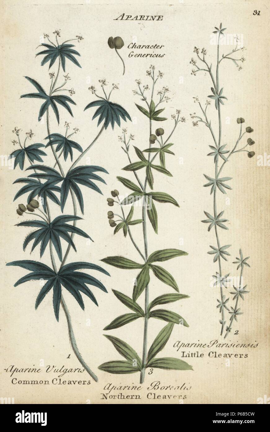 Cleavers, Galium aparine, northern cleavers, Galium boreale, and little