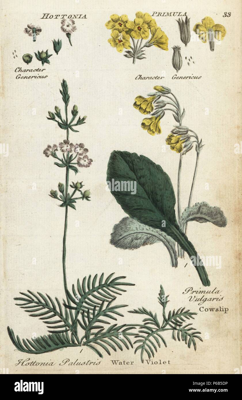 Cowslip or primrose, Primula vulgaris, and water violet, Hottonia palustris. Handcoloured botanical copperplate engraving by an unknown artist from 'Culpeper's English Family Physician; or Medical Herbal Enlarged, with Several Hundred Additional Plants, Principally from Sir John Hill,' by Joshua Hamilton, London, W. Locke, 1792. Stock Photo