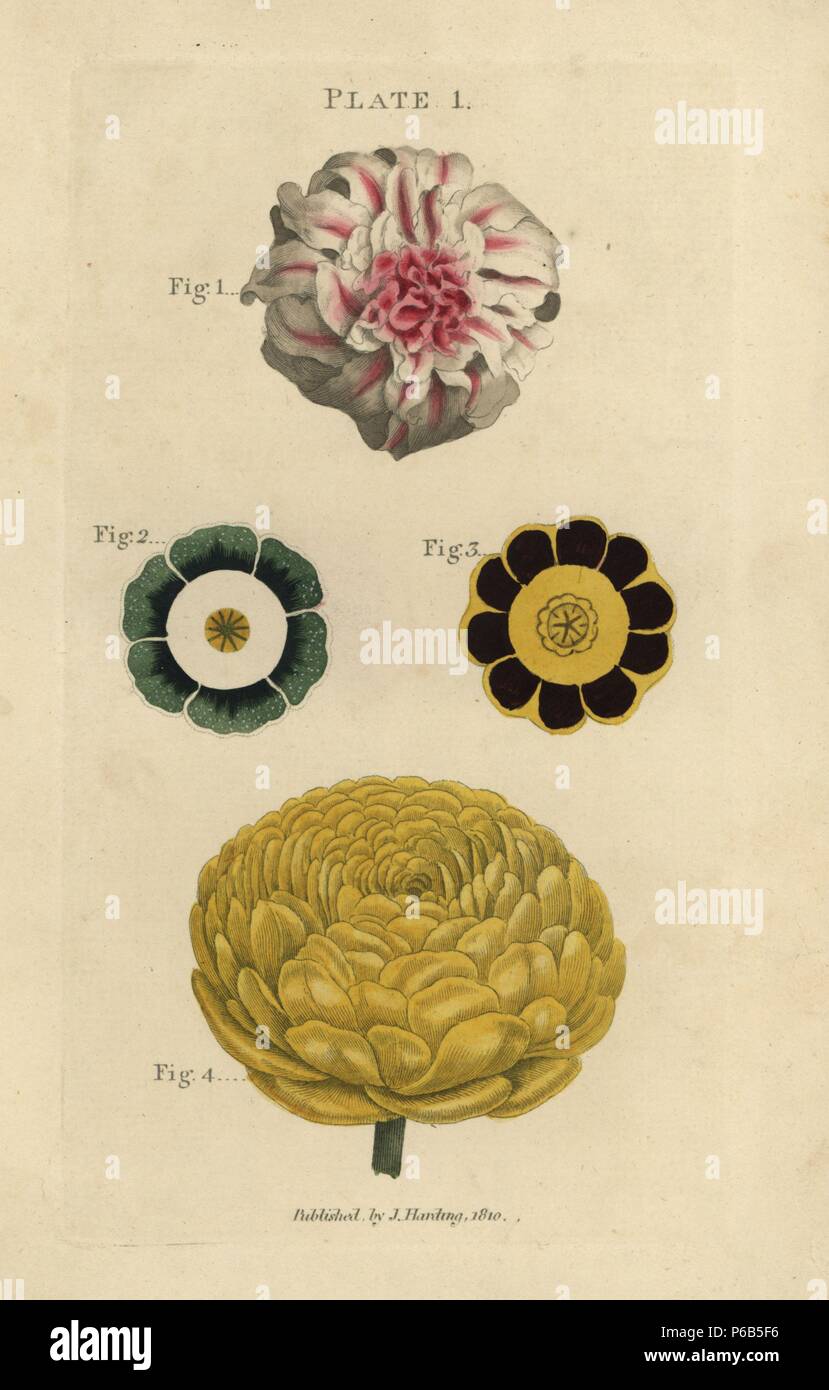 Flower of a double hyacinth, Hyacinthus orientalis, pip of auriculas, Primula auricula, and double ranunculus. Handcoloured copperplate engraving from James Maddock's 'The Florist's Directory,' London, John Harding, 1810. New edition improved by Samuel Curtis, whose sister married James Maddock junior. Stock Photo
