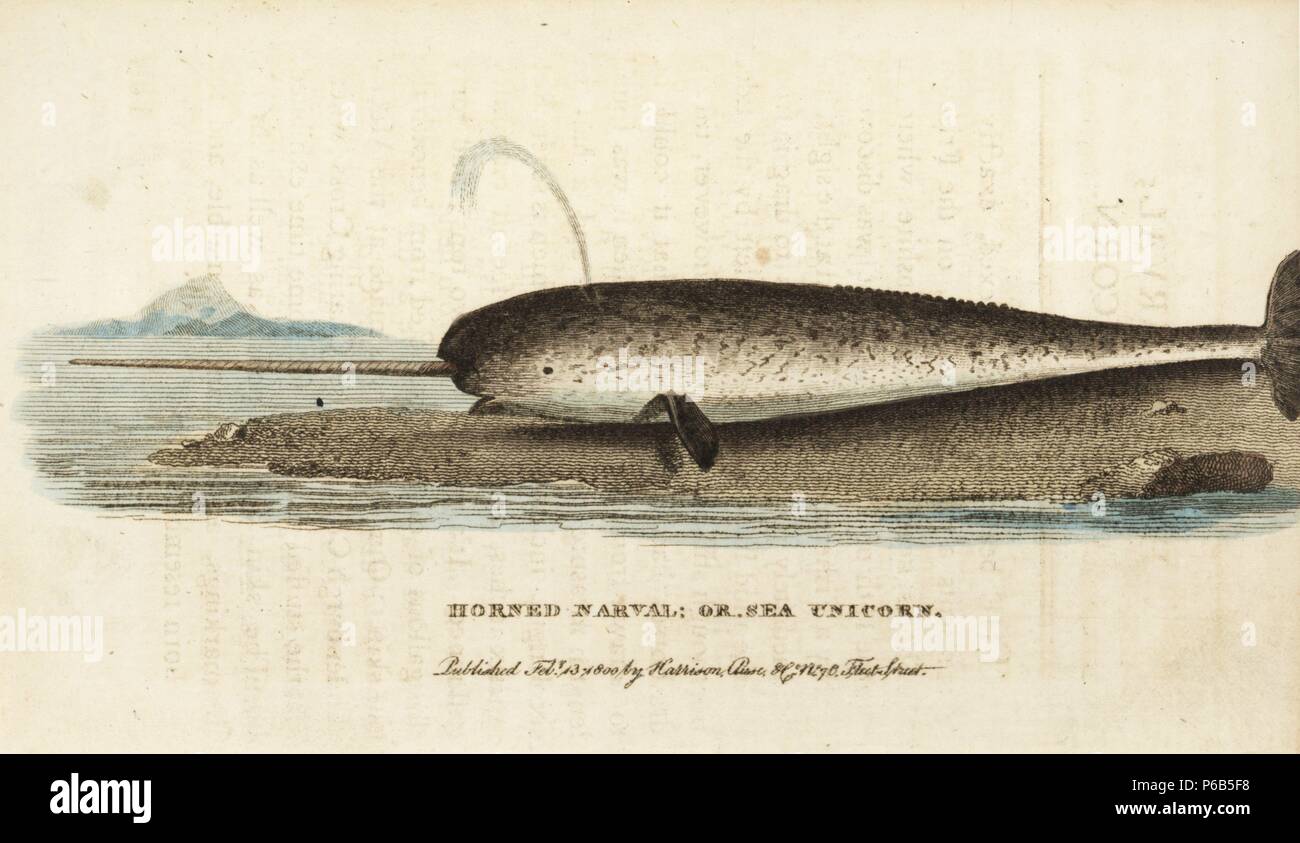Narwhal or narwhale, Monodon monoceros. (Horned narval or sea unicorn) Drawn from a stuffed specimen exhibited at the Mecklenburgh Coffee House in Charing Cross. Handcoloured copperplate engraving from 'The Naturalist's Pocket Magazine,' Harrison, London, 1799. Stock Photo