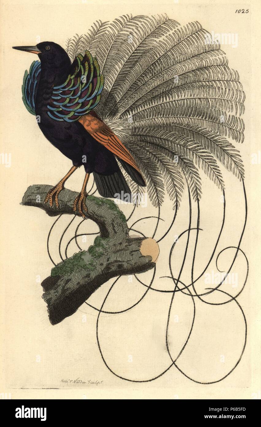 Le Nebuleux bird of paradise, Paradisea nigricans. Named by Levaillant for its cloudy white feathers. Shaw describes it as an ally of the twelve-wired bird-of-paradise, Seleucidis melanoleucus. Copied from Jacques Barraband's illustration for Francois Levaillant's 'Histoire naturelle des oiseaux de paradis,' 1801. Illustration drawn and engraved by Richard Polydore Nodder. Handcolored copperplate engraving from George Shaw and Frederick Nodder's 'The Naturalist's Miscellany' 1812. Most of the 1,064 illustrations of animals, birds, insects, crustaceans, fishes, marine life and microscopic creat Stock Photo