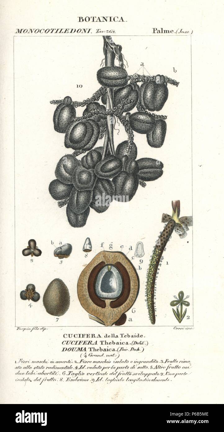 Doum palm or gingerbread tree, Hyphaene thebaica, native to the Nile. Handcoloured copperplate stipple engraving from Jussieu's 'Dictionary of Natural Science,' Florence, Italy, 1837. Engraved by Corsi, drawn by Pierre Jean-Francois Turpin junior, and published by Batelli e Figli. Turpin (1775-1840) is considered one of the greatest French botanical illustrators of the 19th century. Stock Photo