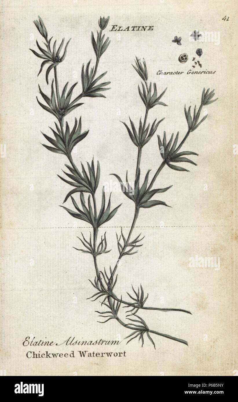 Whorled or chickweed waterwort, Elatine alsinastrum. Handcoloured botanical copperplate engraving by an unknown artist from 'Culpeper's English Family Physician; or Medical Herbal Enlarged, with Several Hundred Additional Plants, Principally from Sir John Hill,' by Joshua Hamilton, London, W. Locke, 1792. Stock Photo