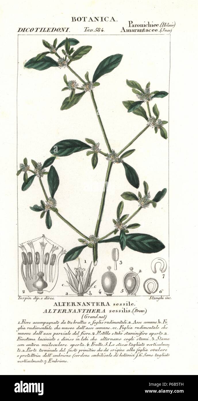 Sessile joyweed, Alternanthera sessilis, aquatic plant. Handcoloured copperplate stipple engraving from Jussieu's "Dictionary of Natural Science," Florence, Italy, 1837. Engraved by Stanghi, drawn by Pierre Jean-Francois Turpin, and published by Batelli e Figli. Turpin (1775-1840) is considered one of the greatest French botanical illustrators of the 19th century. Stock Photo