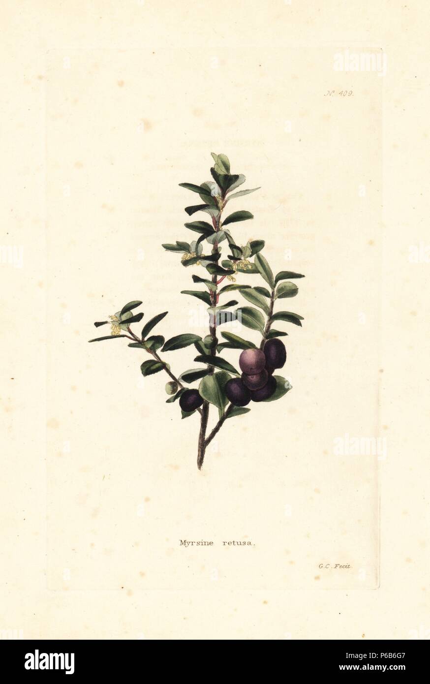 Cape Myrtle or African boxwood, Myrsine africana. Handcoloured copperplate engraving by George Cooke from Conrad Loddiges' Botanical Cabinet, London, 1810. Stock Photo