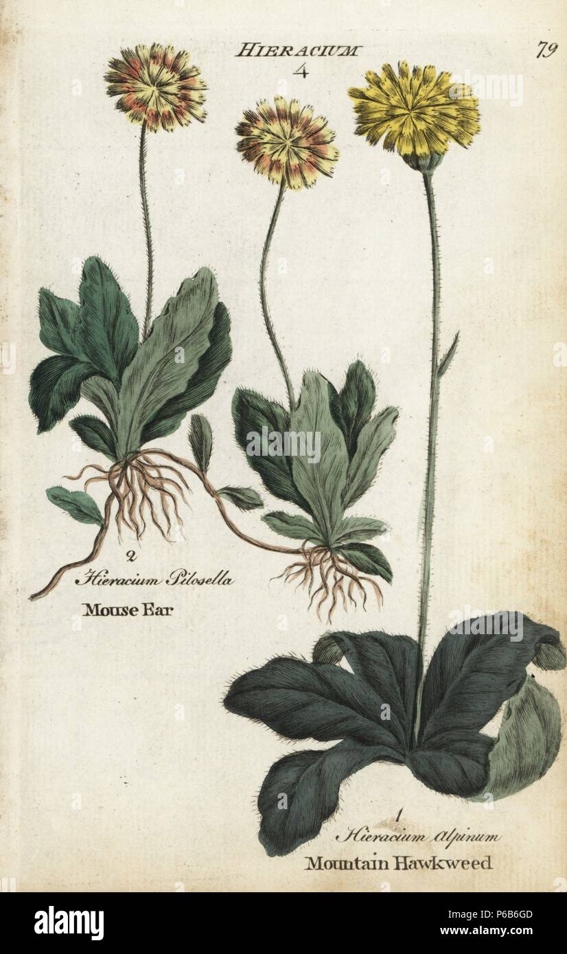 Mouse ear hawkweed, Hieracium pilosella, and mountain hawkweed, Hieracium alpinum. Handcoloured botanical copperplate engraving by an unknown artist from 'Culpeper's English Family Physician; or Medical Herbal Enlarged, with Several Hundred Additional Plants, Principally from Sir John Hill,' by Joshua Hamilton, London, W. Locke, 1792. Stock Photo