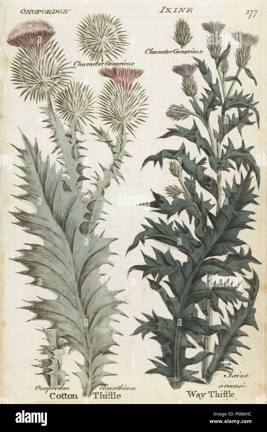 Common Or Scotch Thistle Onopordon Acanthium And Way Thistle Cirsium Arvense Handcoloured Common Or Scotch Thistle Onopordon Acanthium And Way Thistle Cirsium Arvense Handcoloured