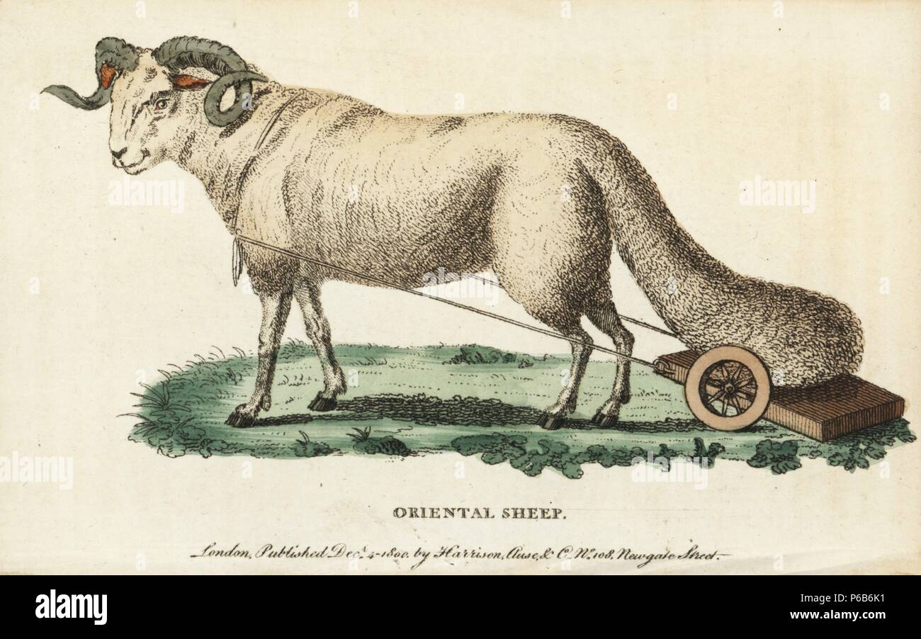 Oriental broad-tailed sheep, Ovis aries laticaudata, with its tail drawn on a wheeled board. Illustration copied from Jobus Ludolfus. Handcoloured copperplate engraving from 'The Naturalist's Pocket Magazine,' Harrison, London, 1800. Stock Photo