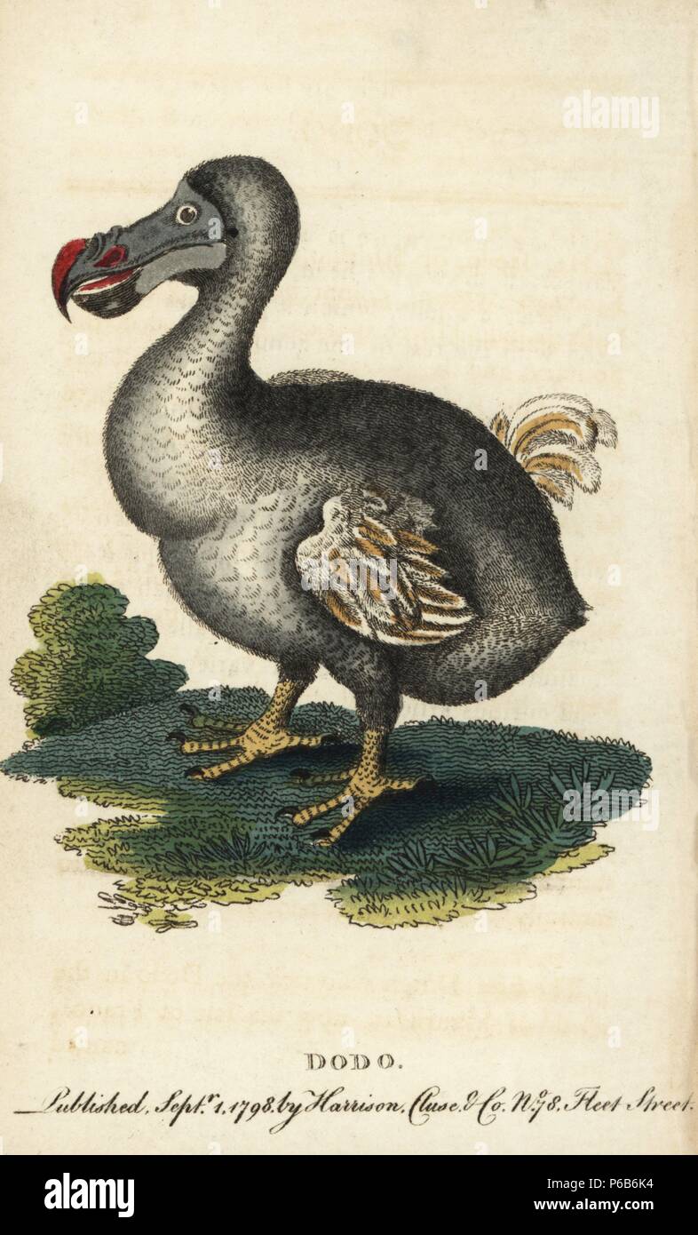 Dodo, Raphus cucullatus or Didus ineptus. Extinct flightless bird ...