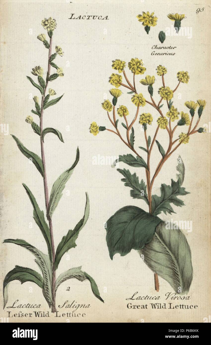 Lesser wild lettuce, Lactuca saligna, and great wild lettuce, Lactuca virosa. Handcoloured botanical copperplate engraving by an unknown artist from "Culpeper's English Family Physician; or Medical Herbal Enlarged, with Several Hundred Additional Plants, Principally from Sir John Hill," by Joshua Hamilton, London, W. Locke, 1792. Stock Photo