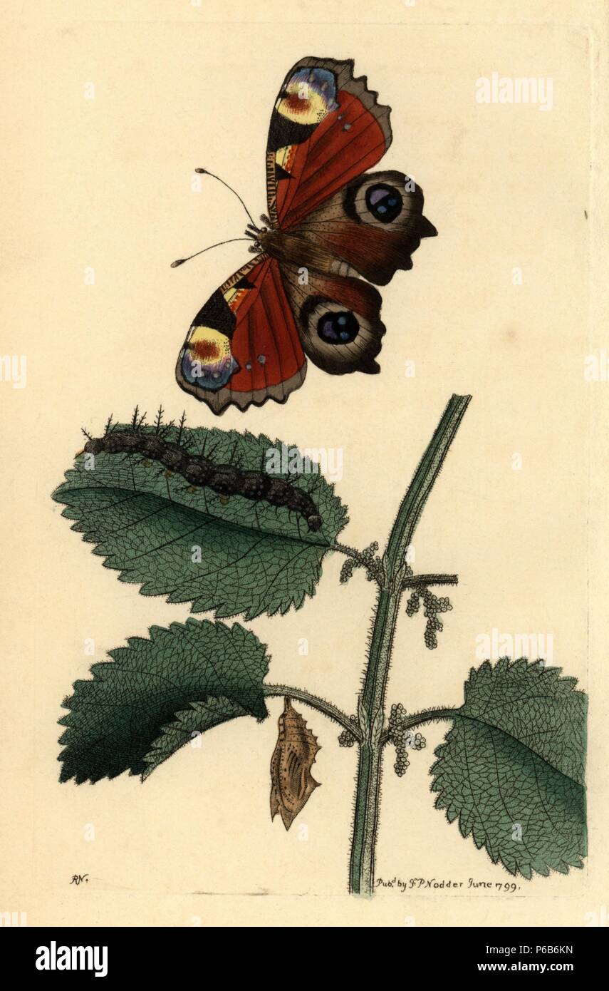 European peacock butterfly, Inachis io, caterpillar and pupa. Illustration drawn and engraved by Richard Polydore Nodder. Handcolored copperplate engraving from George Shaw and Frederick Nodder's 'The Naturalist's Miscellany,' London, 1799. Most of the 1,064 illustrations of animals, birds, insects, crustaceans, fishes, marine life and microscopic creatures were drawn by George Shaw, Frederick Nodder and Richard Nodder, and engraved and published by the Nodder family. Frederick drew and engraved many of the copperplates until his death around 1800, and son Richard (17741823) was responsible f Stock Photo