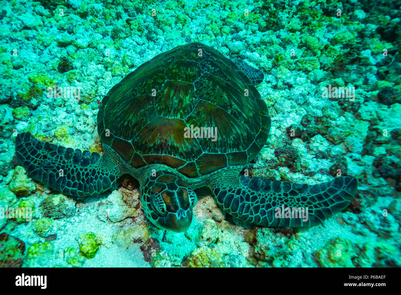 Turtle in Komodo national park Stock Photo Alamy
