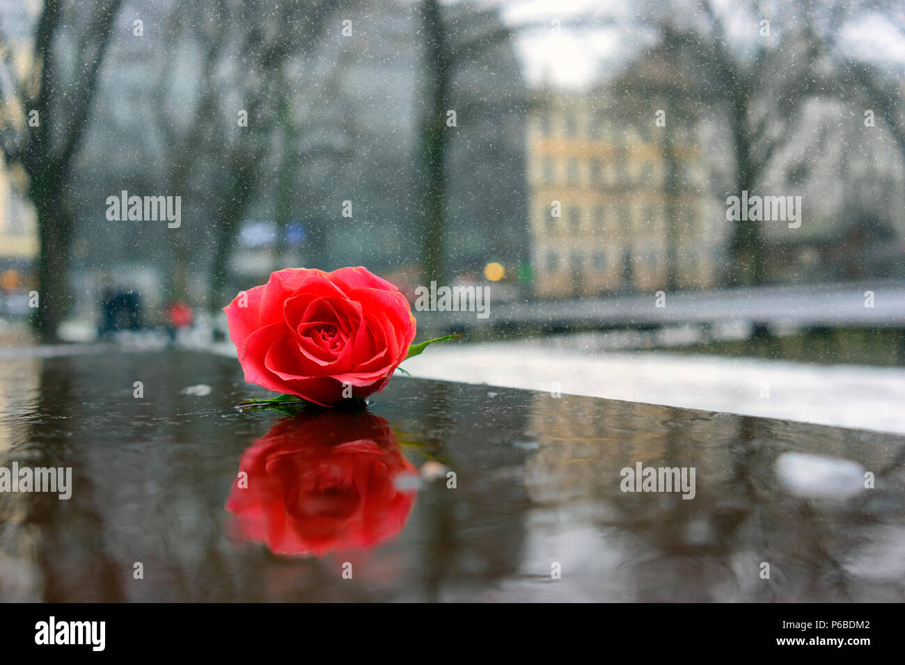 A bud of a red rose lies on the stage of the stage in the park's winter city park with a reflection Stock Photo