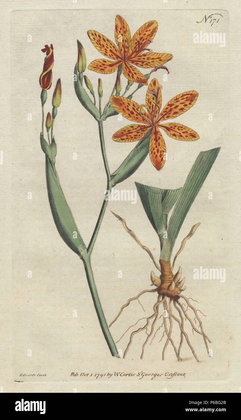 Chinese ixia, Belamcanda chinensis (Ixia chinensis). Handcolored copperplate drawn and engraved by Sydenham Edwards from William Curtis's 'Botanical Magazine,' St. George's Crescent, London, 1791. Stock Photo