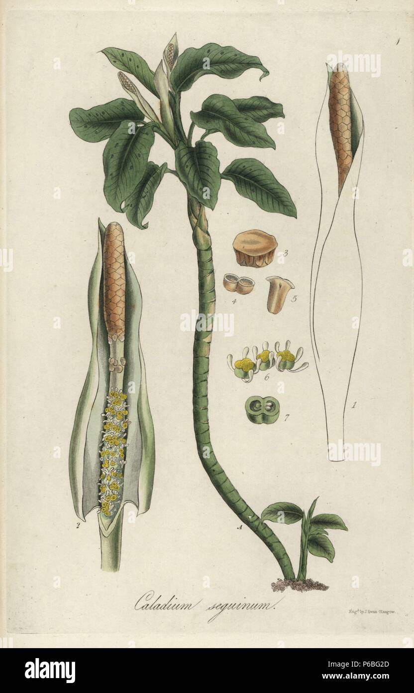 Dumbcane, Dieffenbachia seguine (Caladium seguinum). Handcoloured copperplate engraving by J. Swan after a botanical illustration by William Jackson Hooker from his own 'Exotic Flora,' Blackwood, Edinburgh, 1823. Hooker (1785-1865) was an English botanist who specialized in orchids and ferns, and was director of the Royal Botanical Gardens at Kew from 1841. Stock Photo