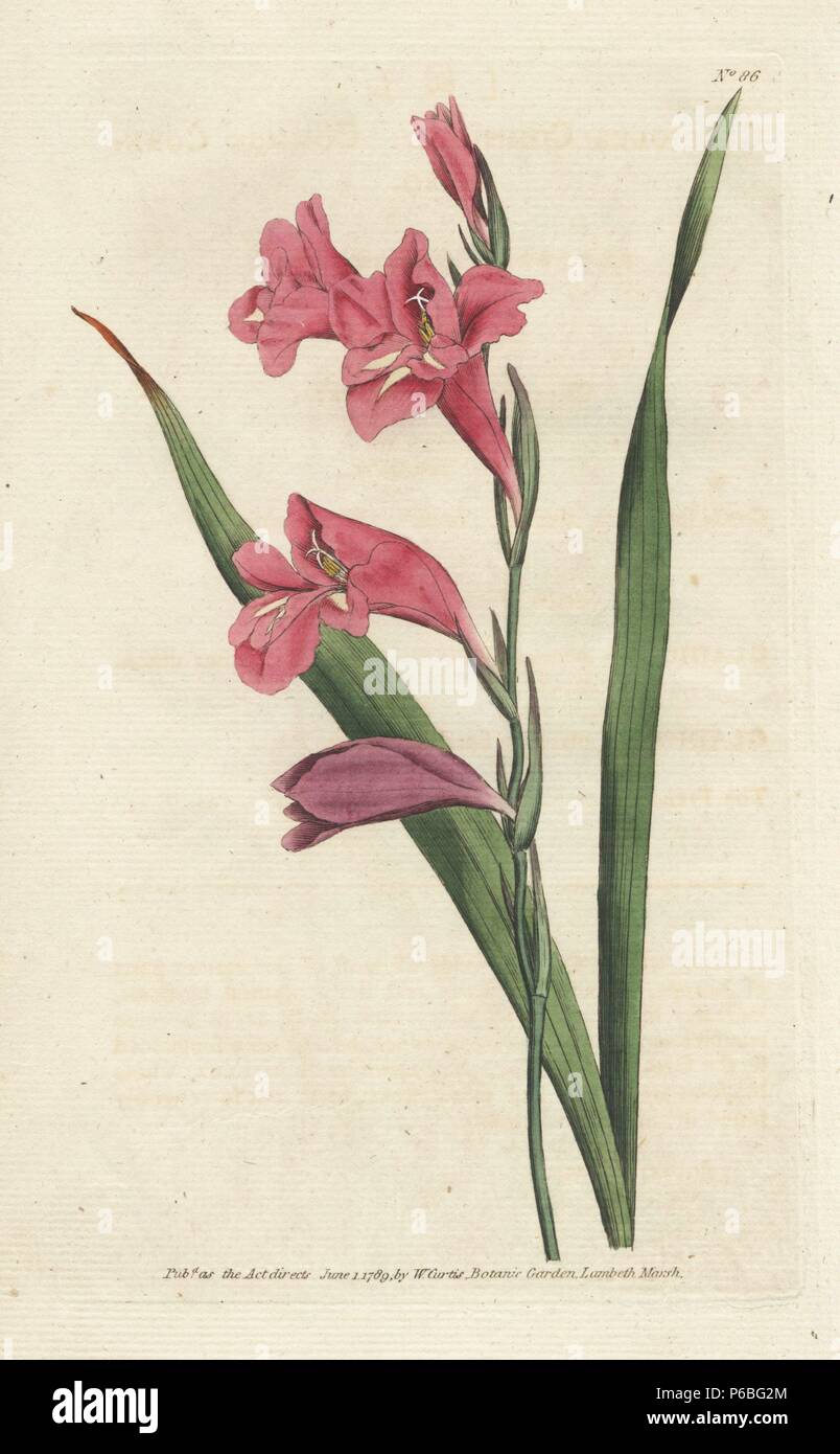 Common corn flag, Gladiolus communis. Handcolored copperplate engraving from a botanical illustration by James Sowerby from William Curtis's 'Botanical Magazine,' Lambeth, London, 1789. Stock Photo