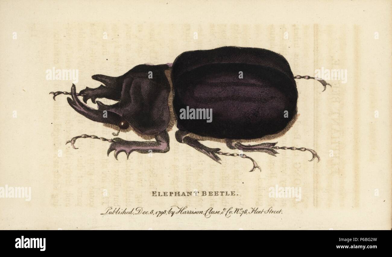 Elephant beetle, Megasoma elephas. Illustration based on a specimen in