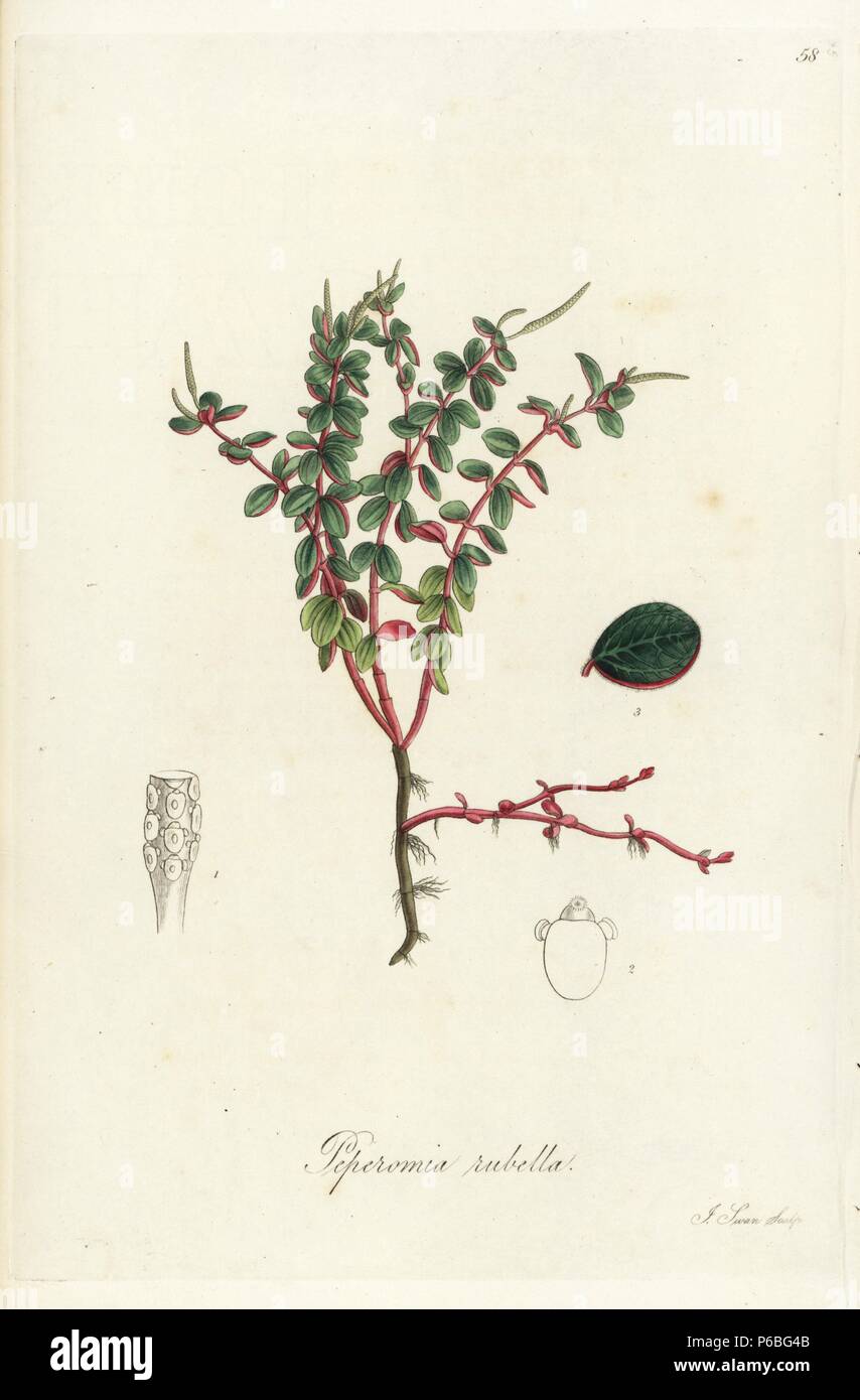 Red-stalked peperomia, Peperomia rubella. Handcoloured copperplate engraving by J. Swan after a botanical illustration by William Jackson Hooker from his own 'Exotic Flora,' Blackwood, Edinburgh, 1823. Hooker (1785-1865) was an English botanist who specialized in orchids and ferns, and was director of the Royal Botanical Gardens at Kew from 1841. Stock Photo