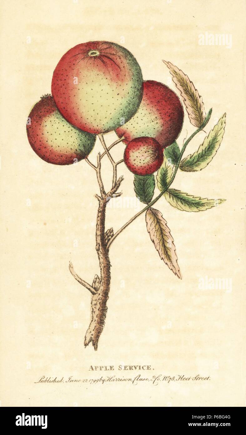 Sorb apples from a service tree, Sorbus domestica. Illustration copied from George Edwards. Handcoloured copperplate engraving from 'The Naturalist's Pocket Magazine,' Harrison, London, 1799. Stock Photo