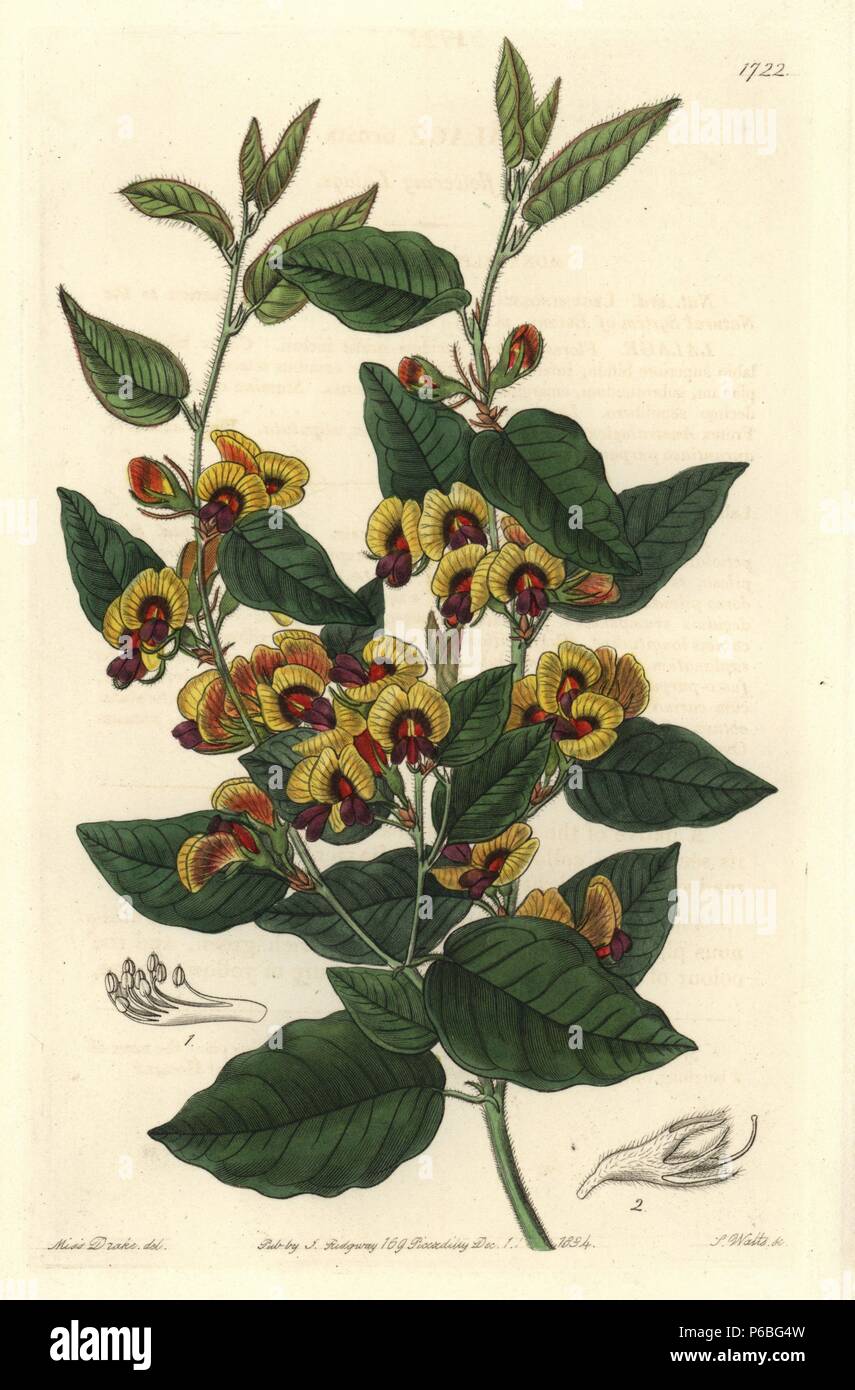Broad-leafed brown pea, Bossiaea ornata (Gay-flowering lalage, Lalage ornata). Native to Australia. Handcoloured copperplate engraving by S. Watts after an illustration by Miss Drake from Sydenham Edwards' 'The Botanical Register,' London, Ridgway, 1834. Sarah Anne Drake (1803-1857) drew over 1,300 plates for the botanist John Lindley, including many orchids. Stock Photo