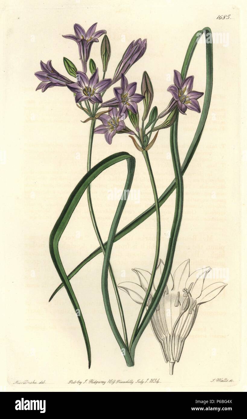 Loose-flowering tritelia or ithuriel's spear, Tritelia laxa. Handcoloured copperplate engraving by S. Watts after an illustration by Miss Drake from Sydenham Edwards' 'The Botanical Register,' London, Ridgway, 1834. Sarah Anne Drake (1803-1857) drew over 1,300 plates for the botanist John Lindley, including many orchids. Stock Photo