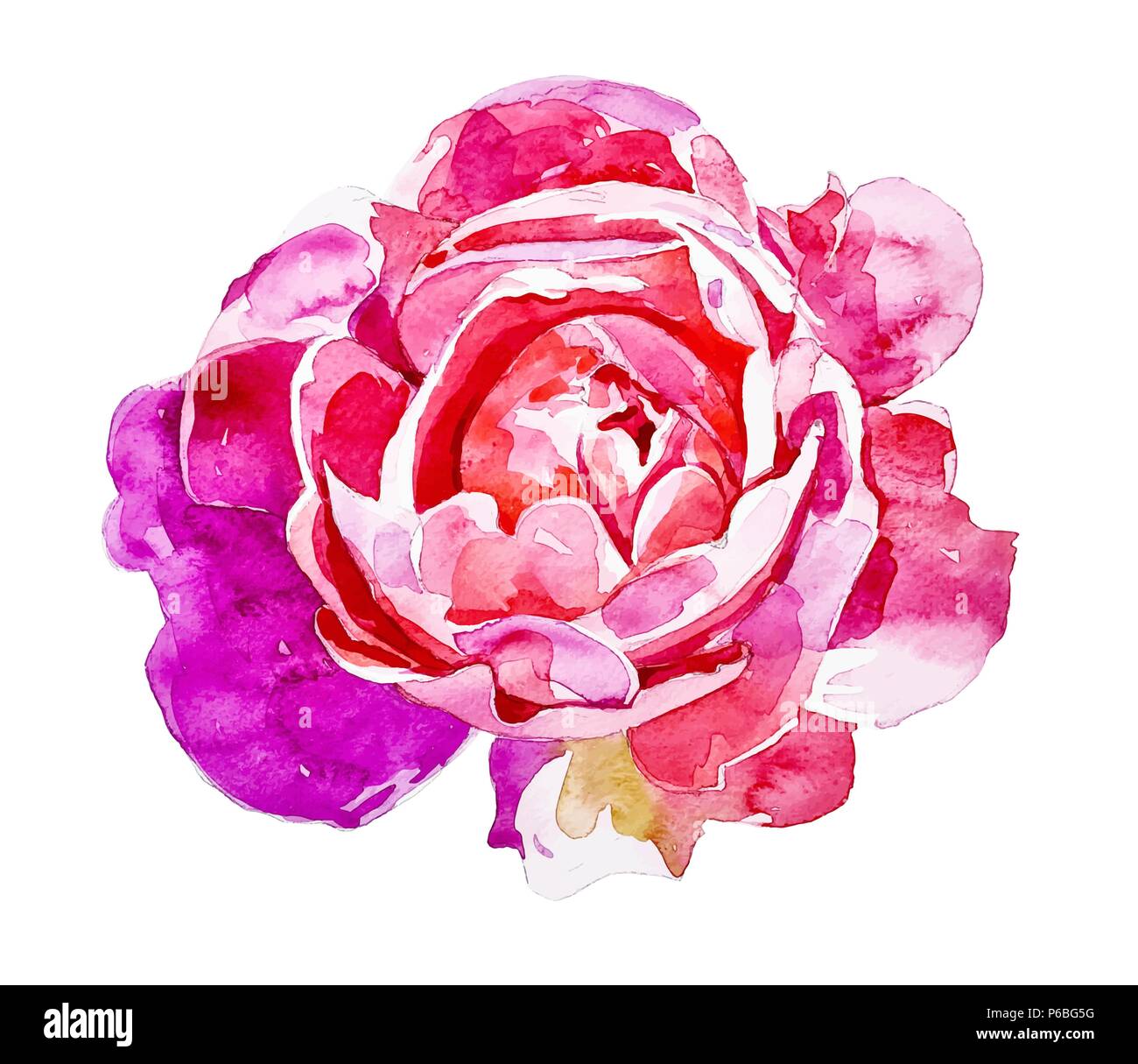 bright pink rose isolated on white background Stock Vector Image & Art ...