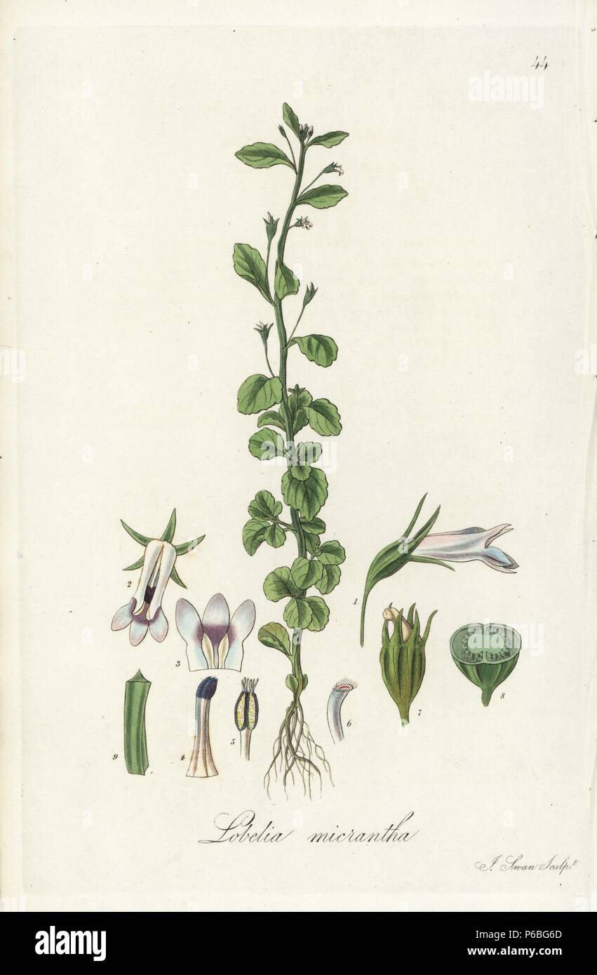 Diastatea micrantha (Small-flowered lobelia, Lobelia micrantha). Handcoloured copperplate engraving by J. Swan after a botanical illustration by William Jackson Hooker from his own 'Exotic Flora,' Blackwood, Edinburgh, 1823. Hooker (1785-1865) was an English botanist who specialized in orchids and ferns, and was director of the Royal Botanical Gardens at Kew from 1841. Stock Photo