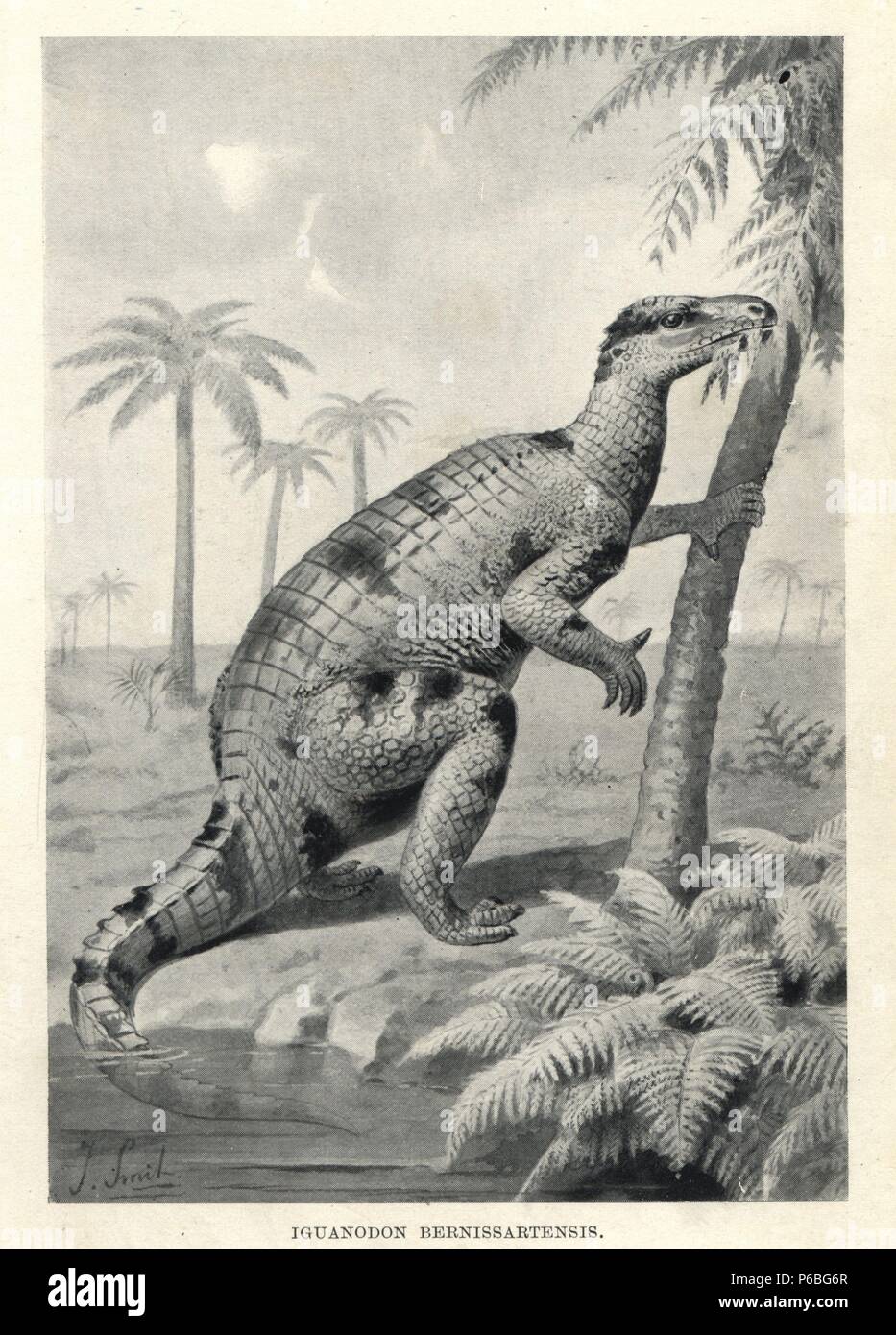Iguanodon bernissartensis. Illustration by J. Smit from H. N. Hutchinson's 'Extinct Monsters and Creatures of Other Days,' Chapman and Hall, London, 1894. Stock Photo