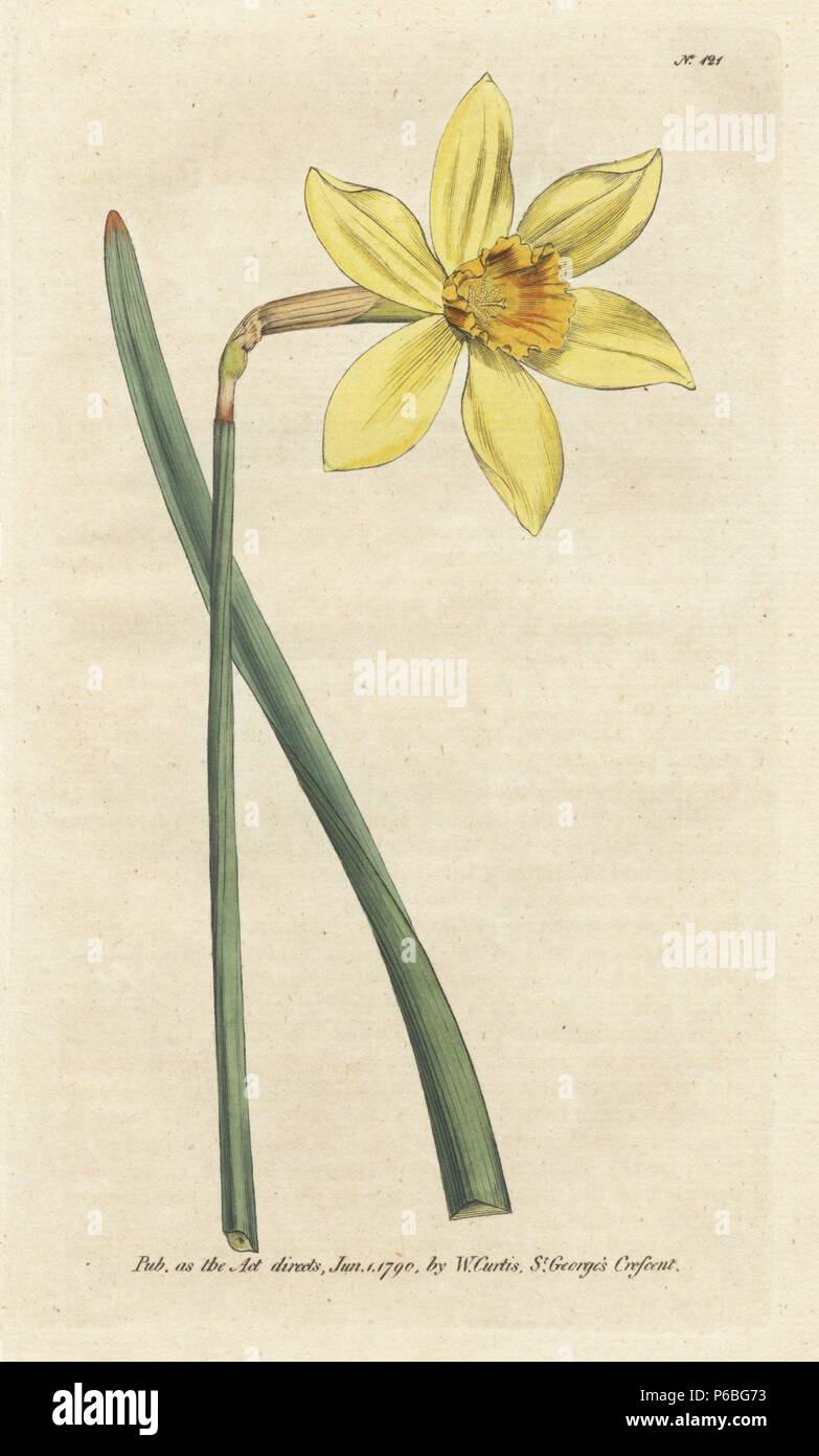 Peerless daffodil, Narcissus incomparabilis. Handcolored copperplate engraving from a botanical illustration by James Sowerby from William Curtis's 'Botanical Magazine,' Lambeth, London, 1790. Stock Photo