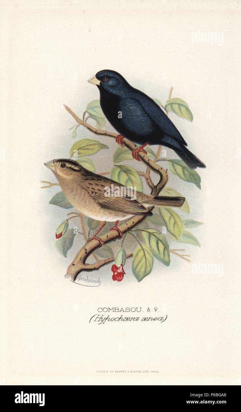 Village indigobird or steelblue widowfinch Vidua chalybeata