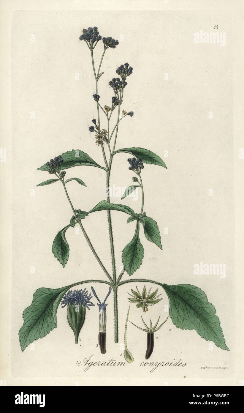 Billygoat-weed or hairy ageratum, Ageratum conyzoides. Handcoloured copperplate engraving by J. Swan after a botanical illustration by William Jackson Hooker from his own 'Exotic Flora,' Blackwood, Edinburgh, 1823. Hooker (1785-1865) was an English botanist who specialized in orchids and ferns, and was director of the Royal Botanical Gardens at Kew from 1841. Stock Photo