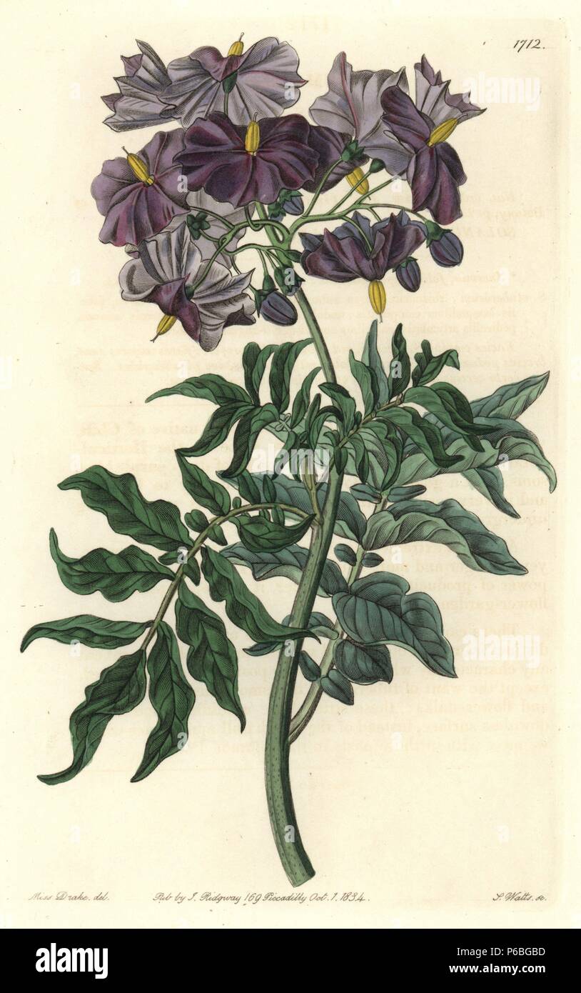 Tuberless solanum, Solanum etuberosum. Native to Chile. Handcoloured copperplate engraving by S. Watts after an illustration by Miss Drake from Sydenham Edwards' 'The Botanical Register,' London, Ridgway, 1834. Sarah Anne Drake (1803-1857) drew over 1,300 plates for the botanist John Lindley, including many orchids. Stock Photo
