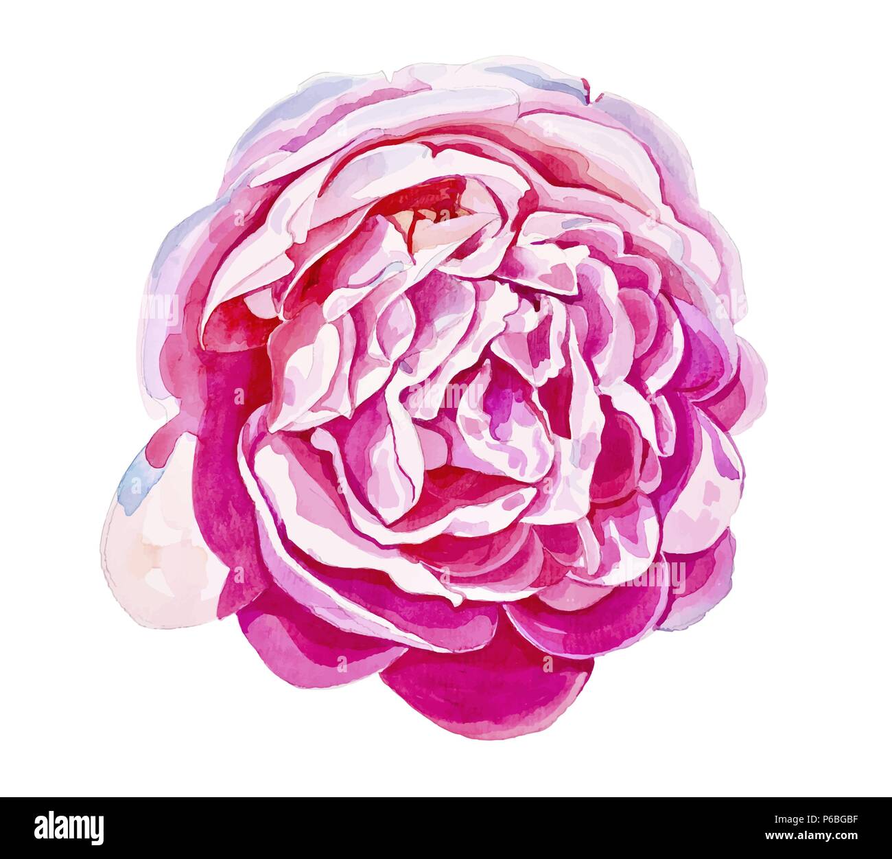 bright pink rose isolated on white background Stock Vector Image & Art ...