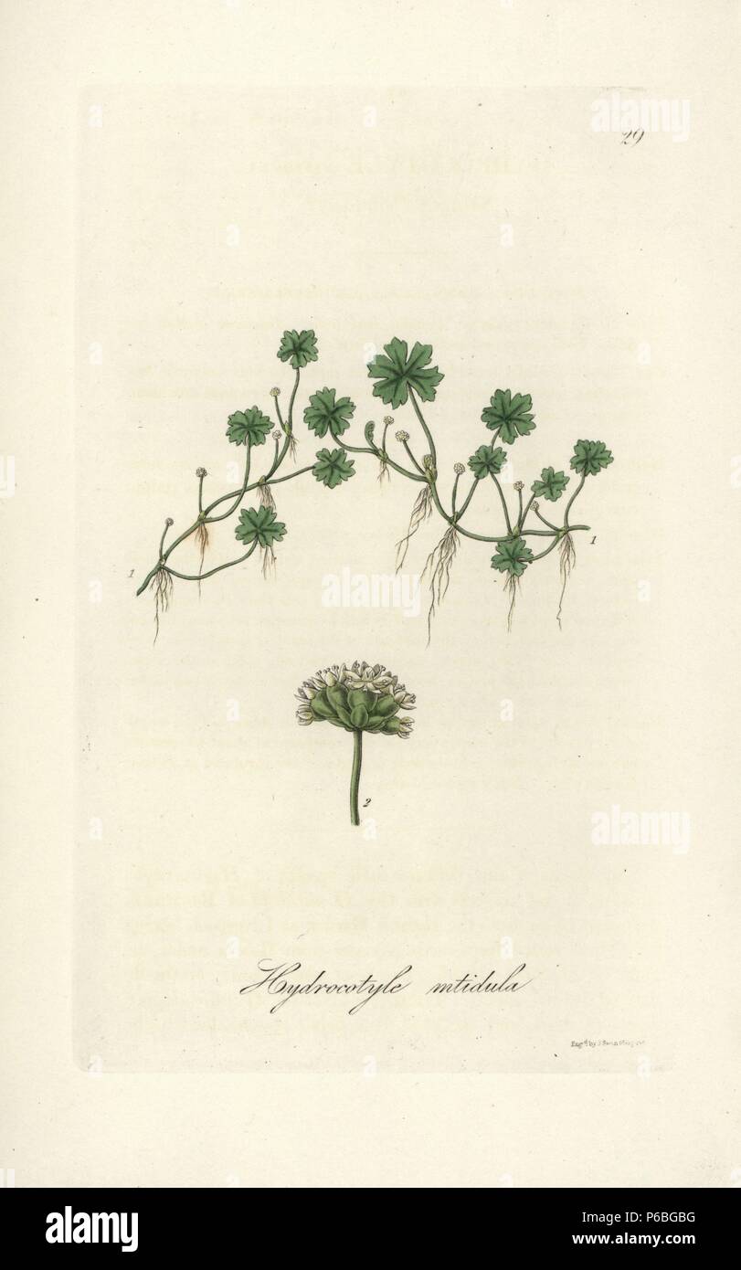 Shining pennywort, Hydrocotyle nitidula. Handcoloured copperplate engraving by J. Swan after a botanical illustration by William Jackson Hooker from his own 'Exotic Flora,' Blackwood, Edinburgh, 1823. Hooker (1785-1865) was an English botanist who specialized in orchids and ferns, and was director of the Royal Botanical Gardens at Kew from 1841. Stock Photo