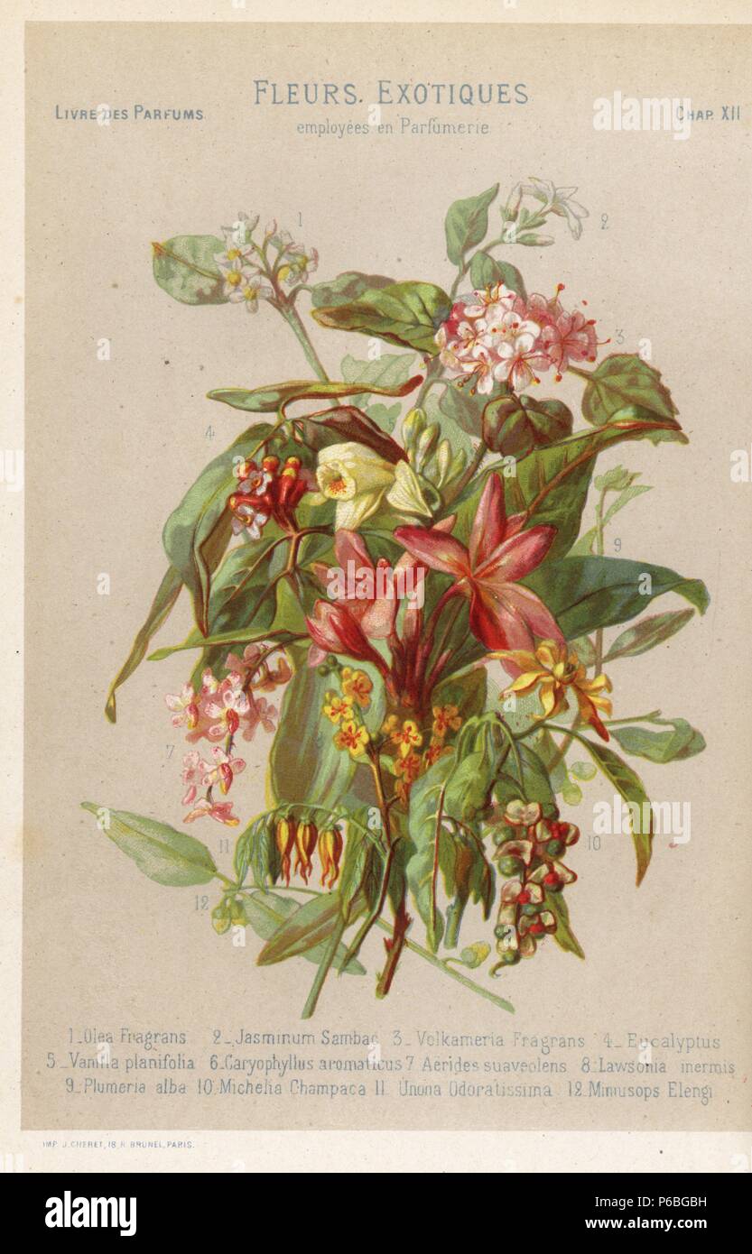 Exotic flowers employed in perfumery: sweet osmanthus, Jasminum sambac, Volkameria fragrans, eucalyptus, vanilla, cloves, Aerides suaveolens, henna, frangipani, Plumeria alba, Magnolia champaca, ylang ylang and Spanish cherry. Chromolithograph from Eugene Rimmel's Le Livre des Parfums, Paris, 1870. Stock Photo