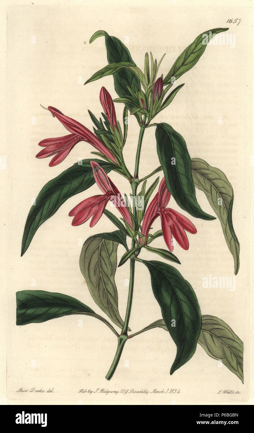 Oblong-leaved beloperone, Justicia plumbaginifolia (Beloperone ...
