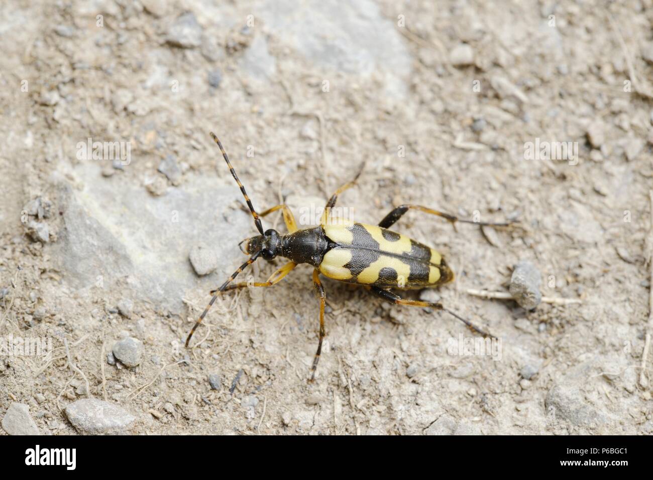 Rutpela maculata, previously Strangalia maculata,  Longhorn beetle,  Wales,  UK. Stock Photo